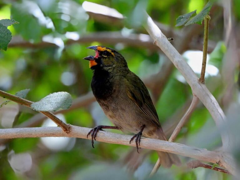 FPMC impulsa la conciencia ambiental en Cozumel con jornada de observación de aves