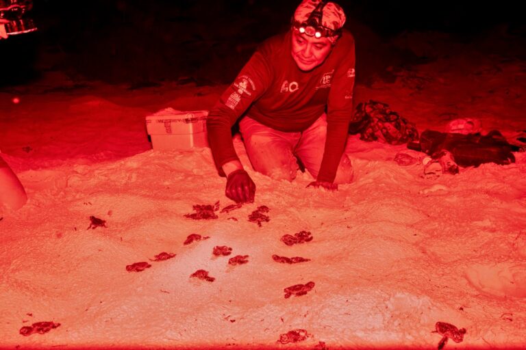 Nacen las primeras tortugas de la temporada 2026 en Punta Sur