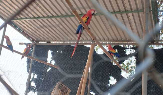 Profepa asegura 19 aves exóticas en ranchería de Cunduacán, Tabasco