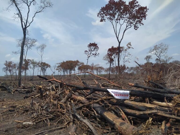 Profepa clausura 205 hectáreas de selva devastada en Campeche