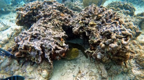 Quintana Roo blinda los arrecifes de Cozumel y Puerto Morelos con seguro paramétrico ante huracanes