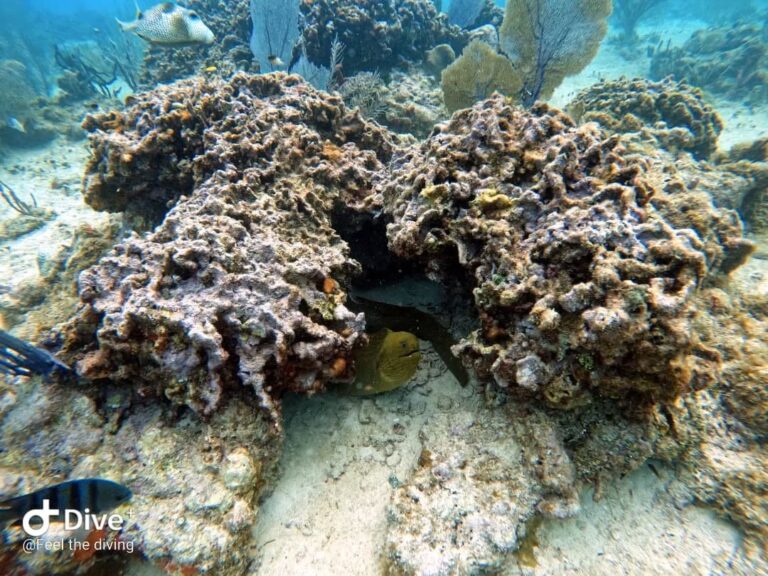 Quintana Roo blinda los arrecifes de Cozumel y Puerto Morelos con seguro paramétrico ante huracanes