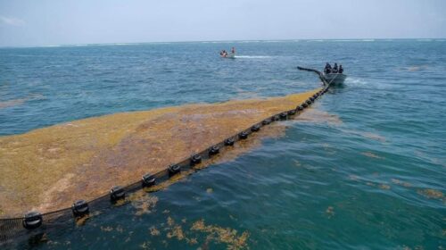 Así es el plan de la Marina para frenar el arribo de sargazo a Quintana Roo