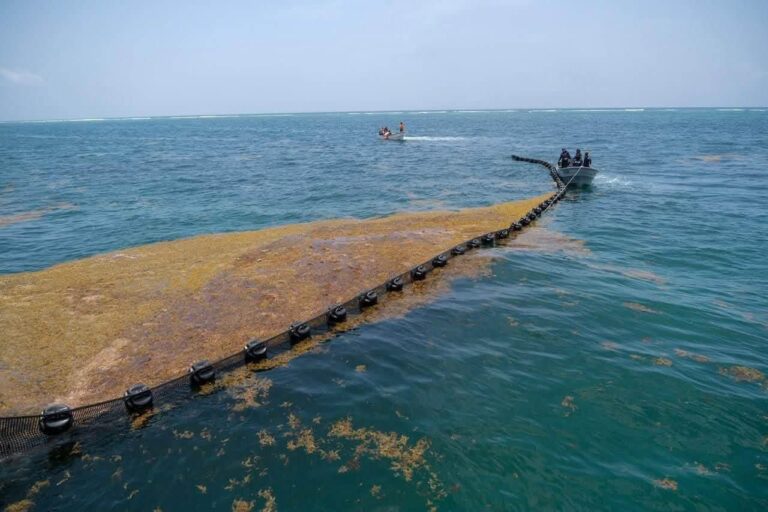 Así es el plan de la Marina para frenar el arribo de sargazo a Quintana Roo