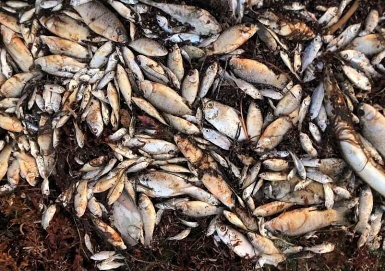 Autoridades ambientales atribuyen mortandad de peces en Puerto Morelos a un fenómeno natural
