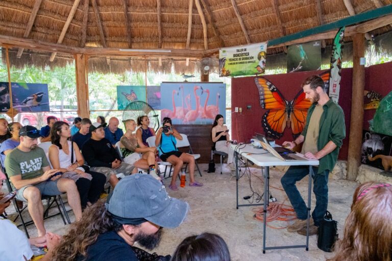 Buscan al enigmático zorro endémico de Cozumel con cámaras trampa y drones térmicos