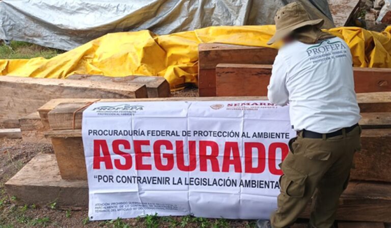 Clausuran maderera en Tuxtla Gutiérrez; aseguran cargamento ilegal de madera