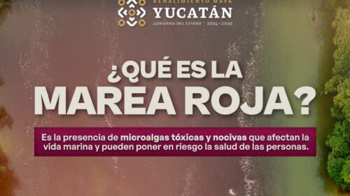 Crean red de alerta temprana contra la marea roja en Yucatán