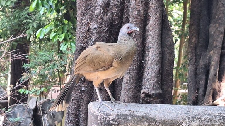 Detectan dos casos de influenza aviar en zoológico de Chiapas