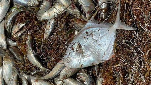Hallan miles de peces muertos en Quintana Roo