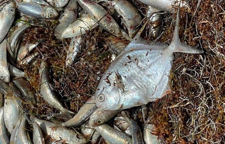 Hallan miles de peces muertos en Quintana Roo; atribuyen el fenómeno al sargazo