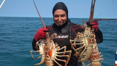 Inicia temporada de captura de langosta en Yucatán