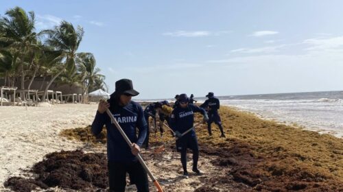 Intensifican la limpieza de sargazo en litorales de Quintana Roo