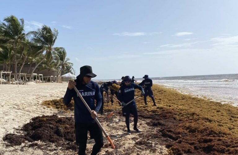 Intensifican la limpieza de sargazo en litorales de Quintana Roo