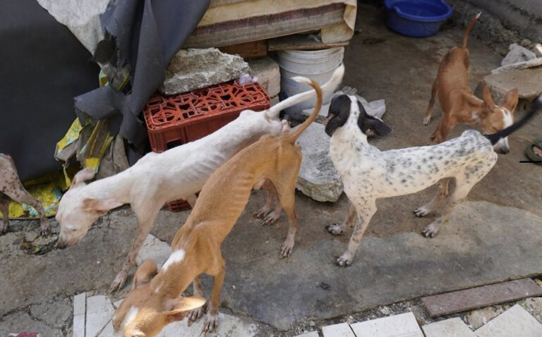 Rescatan a 48 perros en estado crítico en el centro de Mérida
