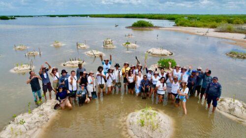 Restauran manglares en Punta Sur, Cozumel, durante la jornada “Huellas de Conciencia”
