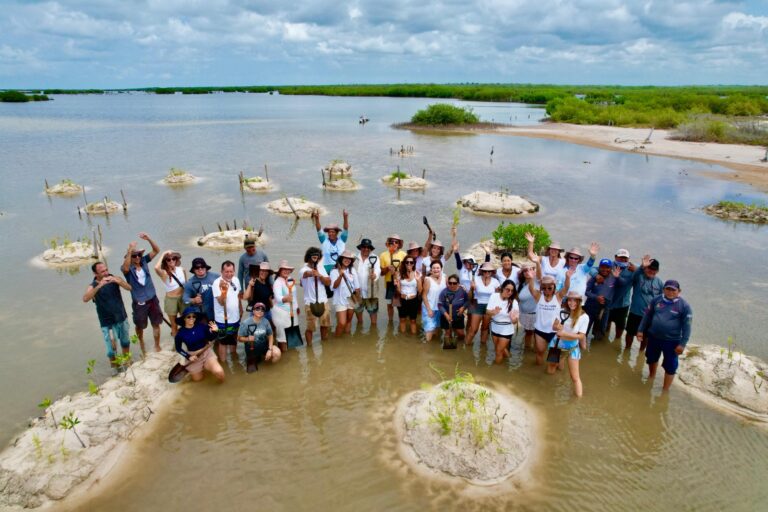 Cozumel conmemora el Día del Manglar con meditación y siembra ecológica