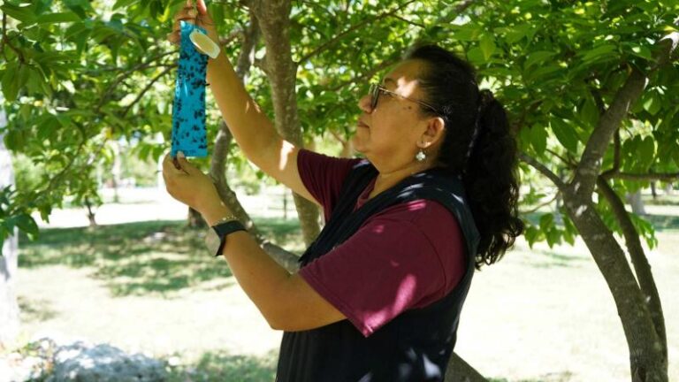 Yucatán activa la segunda fase de su plan contra el gusano barrenador