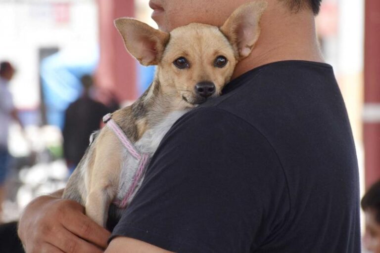 Yucatán cumple cinco años sin rabia en perros y gatos