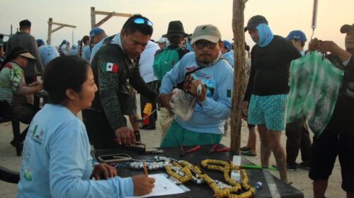 Duplican anillamiento de flamenco americano en Ría Celestún