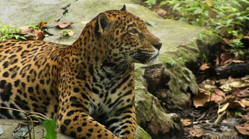 Fallece ‘Gaby‘, la jaguar más longeva del zoológico de Tuxtla Gutiérrez
