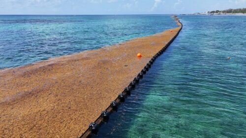 Instalan cinco kilómetros de barreras antisargazo en Playa del Carmen