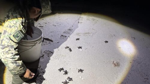 Rescatan a tortugas marinas que cruzaban una carretera en Campeche