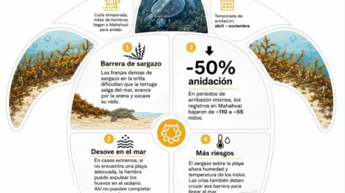 La excesiva acumulación de sargazo en las costas de Mahahual se ha convertido en un obstáculo crítico para las tortugas marinas.