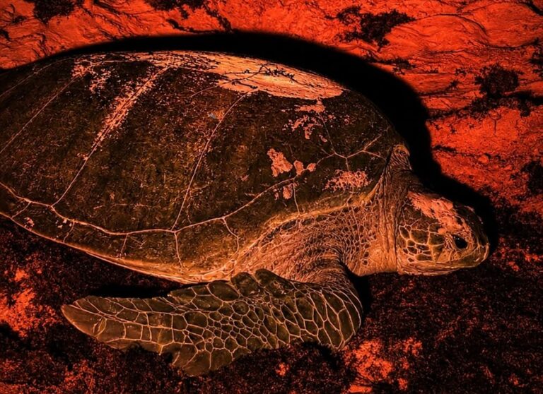 Avanza con éxito la temporada de anidación de tortugas marinas en Cozumel