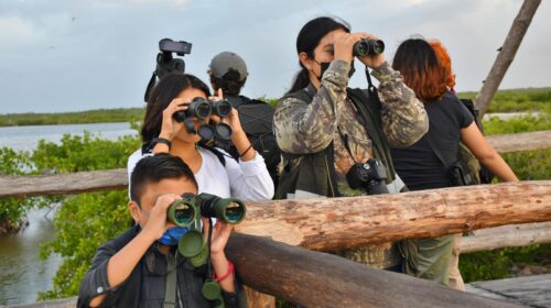 invitan a avistamiento gratuito de aves playeras en Punta Sur
