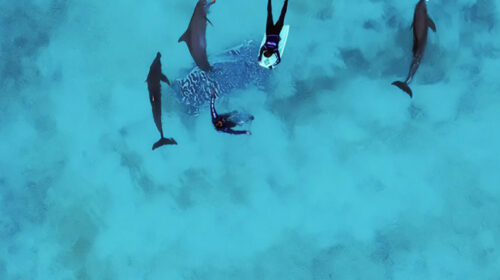 Profepa mantiene bajo vigilancia a nueve delfines en Cancún; descarta mover a los más graves