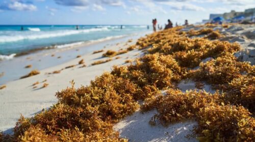 Quintana Roo lidera cumbre internacional contra el sargazo