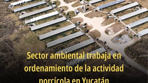Se trabaja en el ordenamiento de la actividad porcícola en Yucatán