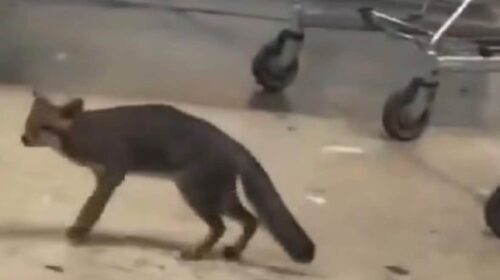 Vigilancia epidemiológica en Cancún por zorra gris con rabia