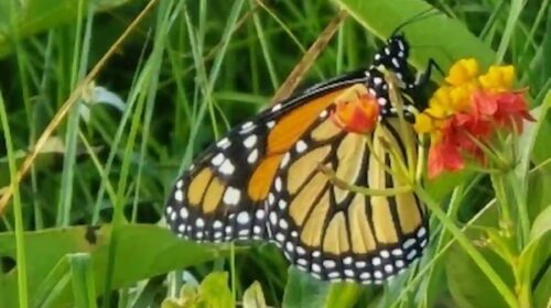 avistan a la mariposa Monarca en Cozumel